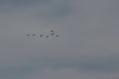 03-Kfar-Rupin-Bird-Watching