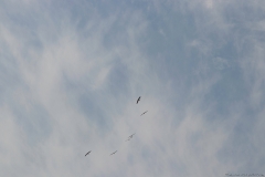 04-Kfar-Rupin-Bird-Watching