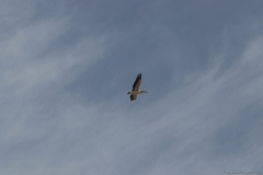 08-Kfar-Rupin-Bird-Watching