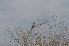 09-Kfar-Rupin-Bird-Watching