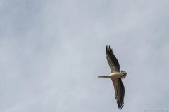 14-Kfar-Rupin-Bird-Watching