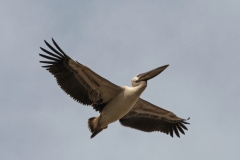 18-Kfar-Rupin-Bird-Watching