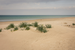 Landscape-12