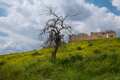04-Migdal-Tsedek-National-Park-March-2022