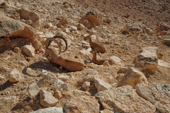 01-Mitzpe-Ramon-Promenade-Capra-nubiana