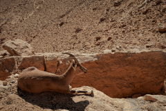 02-Mitzpe-Ramon-Promenade-Capra-nubiana