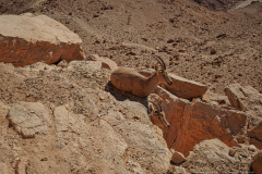 03-Mitzpe-Ramon-Promenade-Capra-nubiana