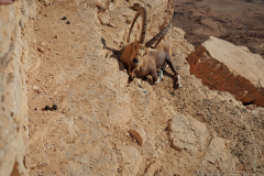 04-Mitzpe-Ramon-Promenade-Capra-nubiana
