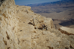 05-Mitzpe-Ramon-Promenade-Capra-nubiana