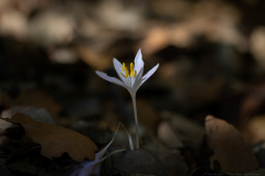 01-Mount-Meron-Oct-14th-2025