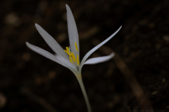 03-Mount-Meron-Oct-14th-2025