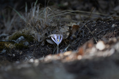 04-Mount-Meron-Oct-14th-2025