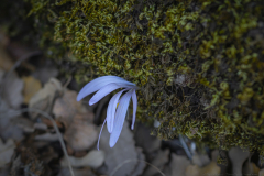 05-Mount-Meron-Oct-14th-2025