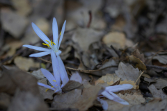 06-Mount-Meron-Oct-14th-2025