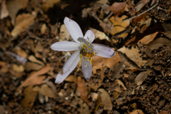 07-Mount-Meron-Oct-14th-2025