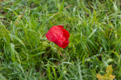 04-Nahal-Taninim-24-01-2025