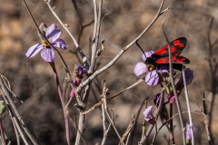 12-Nature