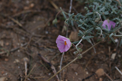 21-שונות