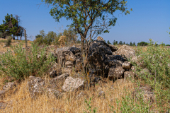 09-Round-Avital-Trees