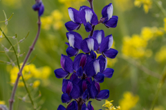 01-Tel-Katra-Lupine