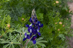02-Tel-Katra-Lupine
