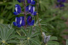 03-Tel-Katra-Lupine
