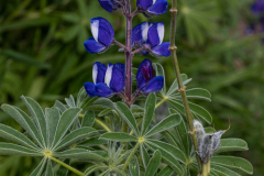 04-Tel-Katra-Lupine