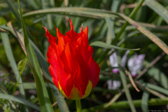 01-Tulip