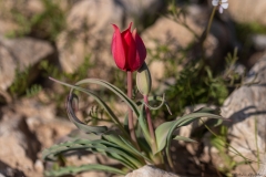 22-Tulipa-polychroma