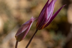 25-Tulipa-polychroma