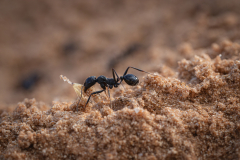 Wild-Life-10