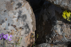 Wild-Life-3