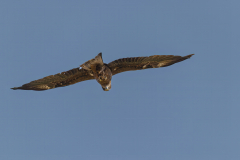 Wild-Life-7
